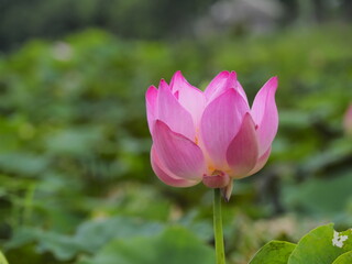 Fototapeta premium lotus flower in the garden