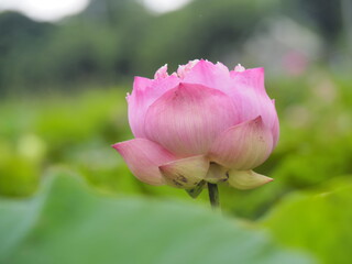 Pink lotus flowers blooming in the swamp
