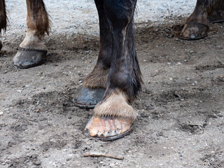 Pink keratin hooves of a black horse with bent ends of a blacksmith nails