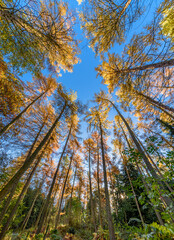 Glowing Trees in Autumn