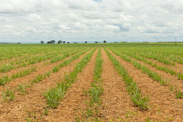 Fototapeta na wymiar Sugarcane plantation on farms in the interior of Goias - Brazil
