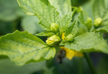 Young Tomatillos blossoms starting to open, close up. Yellow green Toma Verde tomatillos also known as Mexican husk tomato and Physalis philadelphica. Selective focus with defocused foliage.