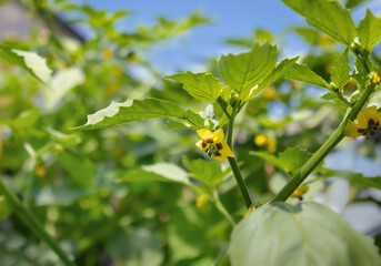Tomatillo plant in full bloom. Yellow open tomatillo blossoms with defocused foliage. Toma Verde tomatillos plant also known as Mexican husk tomato and Physalis philadelphica. Selective focus