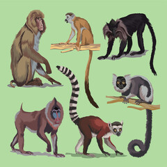 Set with different primates, monkeys animals collection. macaque lemur Japanese long-tailed macaque Maned mangabey or black macaque, Mandrill. Vector illustration. Isolated - obrazy, fototapety, plakaty