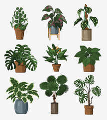 Set of vector detailed house or office plant for interior design and decoration.Tropical and Mediterranean plant for interior decor of home or office