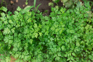 Parsley grows in the garden. Grown outdoors in the garden. Green background of parsley leaves, close-up top view