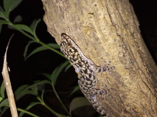 lizard on a tree