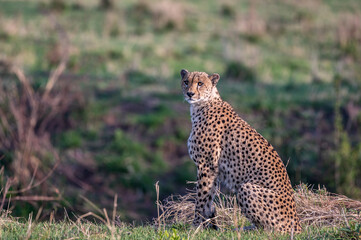 A Wild Cheetah Sitting and Looking at the Camera in the Serengeti Tanzania
