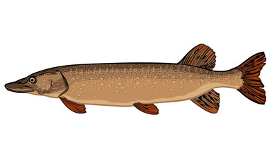 Pike fish, isolated on a white background. Color vector illustration of a pike.