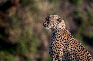 A Wild Cheetah Sitting and Looking at the Camera in the Serengeti Tanzania