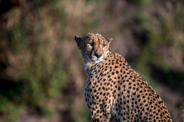 Naklejka premium A Wild Cheetah Sitting and Looking at the Camera in the Serengeti Tanzania
