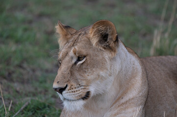 Fototapeta na wymiar Portrait of a Wild Female Lion in the Serengeti Tanzania