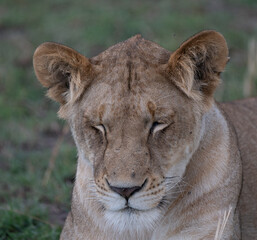 Portrait of a Wild Female Lion in the Serengeti Tanzania