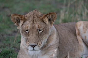 Obraz na płótnie Canvas Portrait of a Wild Female Lion in the Serengeti Tanzania