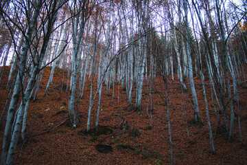 White birch woods on steep land covered in orange leaves