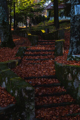 Stairs covered in moss and orange autumn leaves leading to houses in forest.
