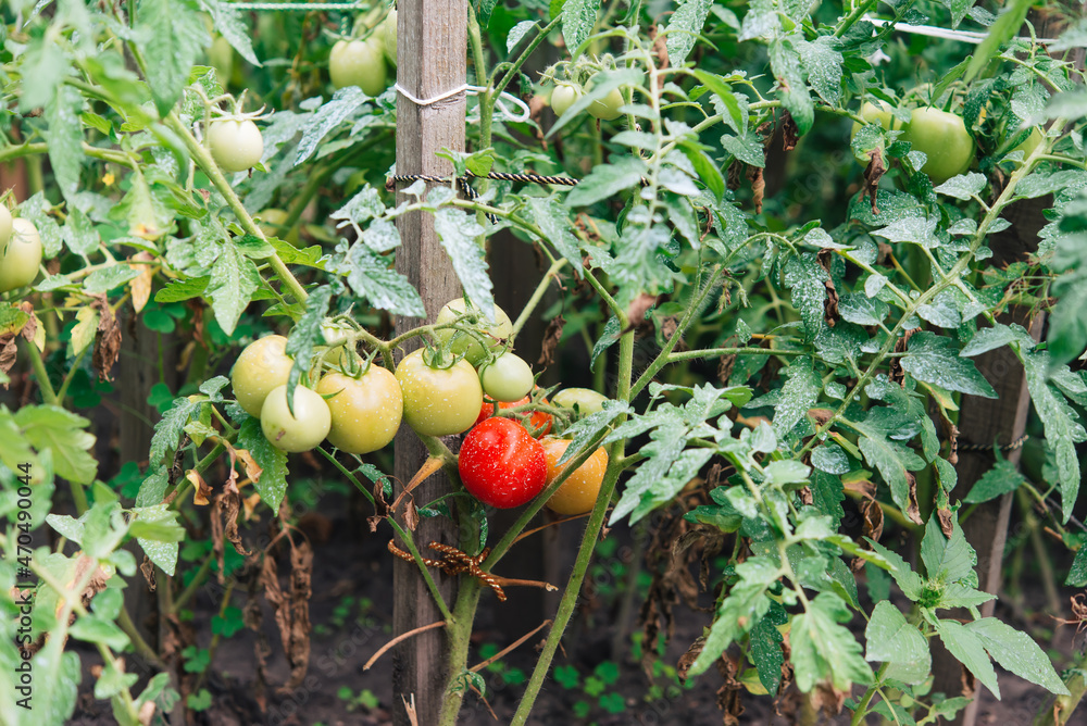 Poster Bunch of red and green tomatoes on a plant during ripening. Outdoors.