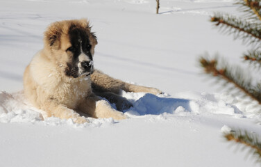 big puppy alabai in the snow