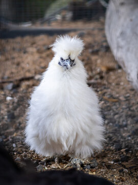 A white, fluffy young chicken in a closeup photo. 