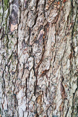 Fototapeta premium Beautiful tree bark texture image