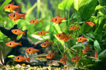 A flock of fish Red Phantom Tetra (Hyphessobrycon sweglesi) macro close up in a fish tank with...