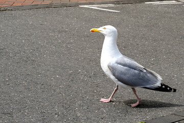 Seagull walking on the promenade of a seaside resort. No people. Copy space.