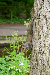 Obraz premium Grey squirrel running down a tree trunk. No people. Copy space.