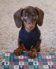 cute dachshund puppy in a sweater stands on a gift box for Christmas