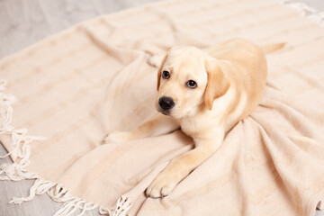 Cute Labrador puppy lies on the floor under the blanket of the house. Pet. Dog.