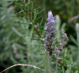 close up on lavender
