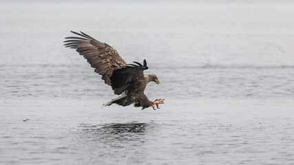 Bird of prey while hunting for fish