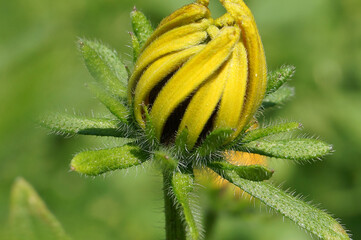 a bud of yellow rudbeckia on a green background in macro photography