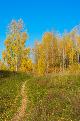 Fototapeta premium Vertical format of autumn forest and road in sunny warm day. Fall colors