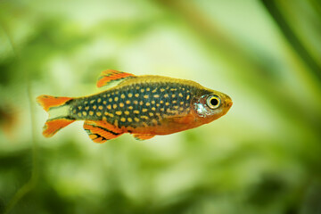 Danio margaritatus Freshwater fish, celestial pearl danio in the aquarium, is often as often referred as galaxy rasbora or Microrasbora Galaxy. Animal aquascaping photography with a focus gradient.