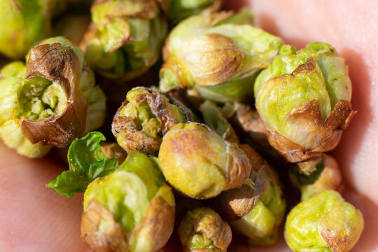 Heap of bad damaged buds of young black currant leaves because of cecidophyopsis ribis on opened palm. Early spring time in berry bush garden