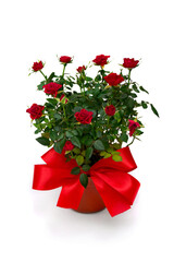 Flowers red roses in pot with red bow on a white background with space for text