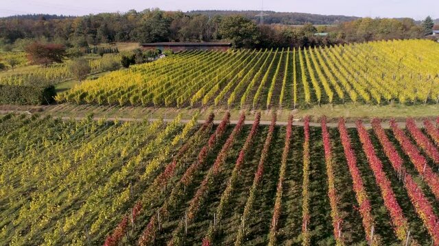drone aerial footage wineyard plants village winningen Famous German Wine Region Moselle River with highway bridge A61