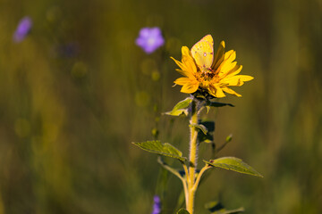 Eine freigestellte kleine Sonnenblume wird von einem kaum erkennbaren gelben Schmetterling besucht