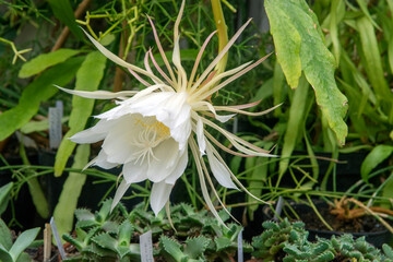Epiphyllum anguliger