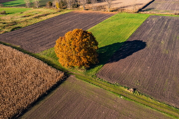 Ein markanter Baum mit Schatten inmitten von verschiedenen farbigen Feldern im ländlichen Raum von...