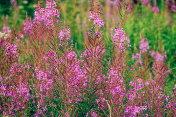 Close up bright purple Willow herb (fireweed or Ivan-tea) Elobium flowers, growing on the meadow