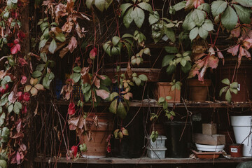 Autumn plants in greenhouse