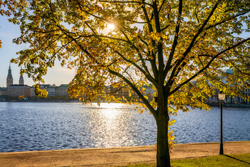 Hamburg, Germany. The Inner Alster Lake (German: Binnenalster) with sunlit tree in autumn.