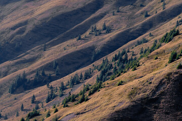 Fototapeta na wymiar mountain slope with conifers illuminated by orange light