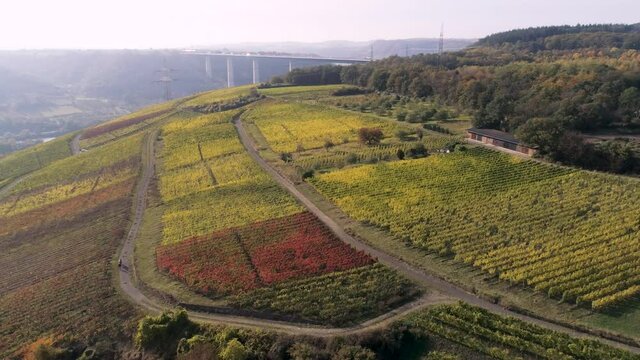 drone aerial footage wineyard plants village winningen Famous German Wine Region Moselle River with highway bridge A61