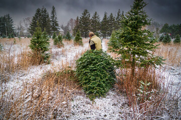 Older senior man hauling a freshly cut balsam fir through a Christmas tree farm. - obrazy, fototapety, plakaty