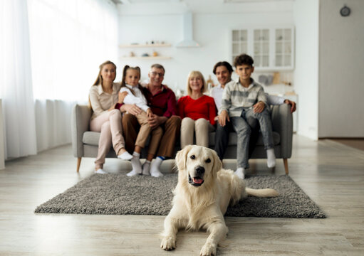 Cute Golden Retriever Dog Lying On Carpet At Home, Big Multi Generation Family Sitting On Couch In Living Room