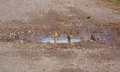 meadow pipits (Anthus pratensis) enjoy a bath in a stone track puddle on Salisbury Plain, Wiltshire UK