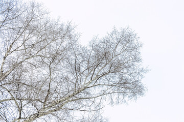 the snowy tree branches against white sky