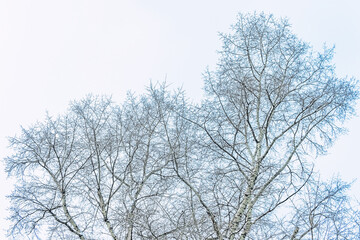 the snowy tree branches against white sky